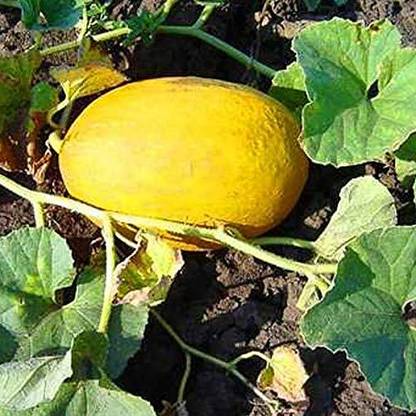 Qualtivate XXX-5A Yellow Melon,Cantaloupe, Muskmelon, Kharbuja Seed