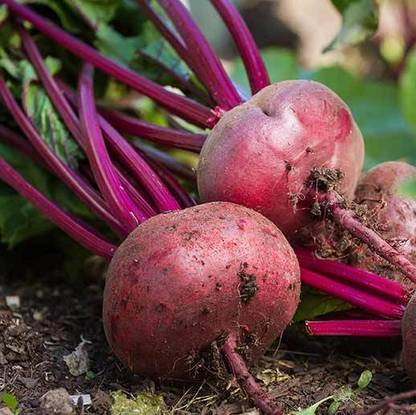 Arshiayat Beetroot - Red Ace Seed