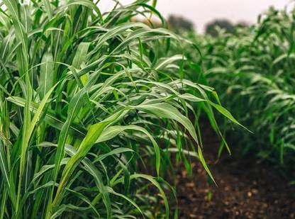 BSARKAR Sorghum × drummondii/ sudan Grass seed Seed