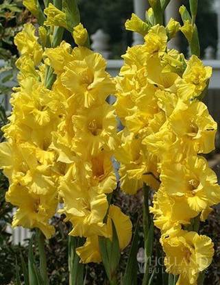 VibeX XLR-91 - Yellow Gladiolus Sword Lily Bulbs - (8 Bulbs) Seed