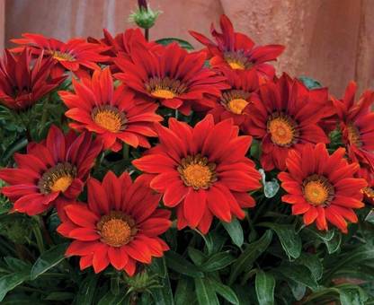 INTRA Gazania 'Red Shades' Seed