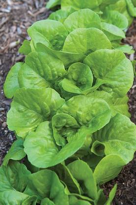 VibeX ATS-50 - Bibb Lettuce - (150 Seeds) Seed