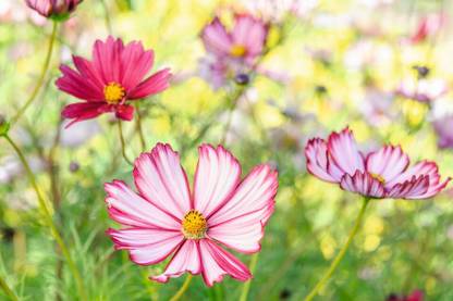 JAWKEY Cosmos bipinnatus ‘Veloutte’ Seed