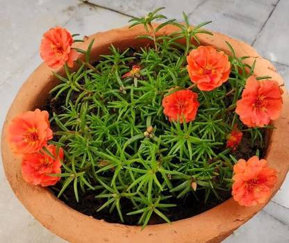 Aywal 9'o Clock Flower Seed