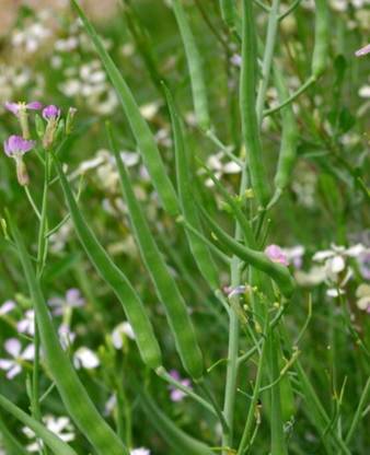 Greenwill Radish Pod/ Rat's Tail Radish Seeds/Mogri Seed