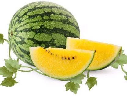 CYBEXIS Large Yellow Watermelon Seeds -50 Seeds Seed