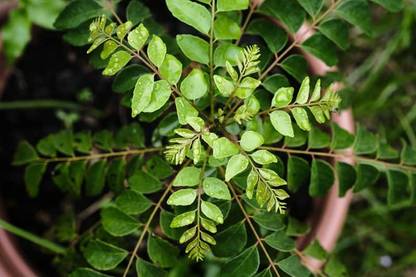BDSresolve Kadi Patta seeds/curry leaves seed 12 Seed