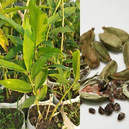 CYBEXIS XL-29 - Rare Green Cardamom Elettaria cardamomum - (180 Seeds) Seed