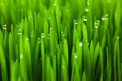 VibeX TLX-7 - Cat Wheatgrass - (22500 Seeds) Seed