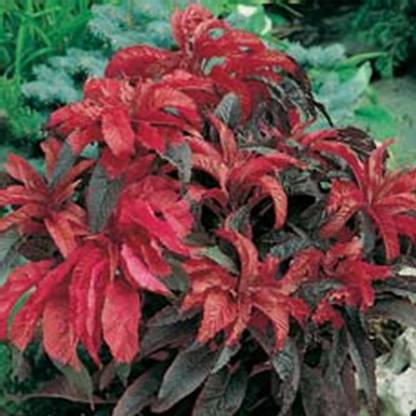 Biosnyg Amaranthus Seeds - Early Splendor Variety-[250 Seeds] Seed