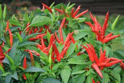 TRICONE Hot Papper Hybrid Sorthi 29 Chilli Mirch 1000 Seeds R26 Seed