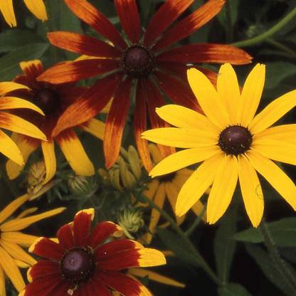 CYBEXIS Imported Rudbeckia Hirta ‘Gloriosa Daisies’ Seed