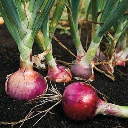 WILLVINE NKR -I ONION IMPROVED DARK RED/LAAL KANDA [2.5g] Seed