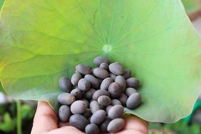 CRGO LOTUS , KAMAL Seed