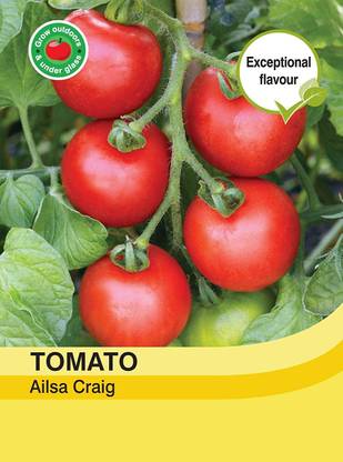 WILLVINE Ailsa Craig Tomato Seeds-[1200 Seeds] Seed
