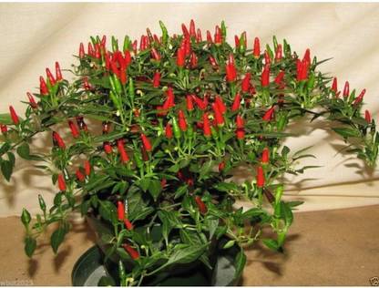 Qualtivate XXX-1A Small Thai Chilli Hot Pepper Seed