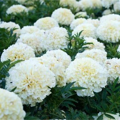 EKAKSHAR Flower Seeds Marigold F1 Hybrid White Vanilla Flower Seeds WW33 Seed