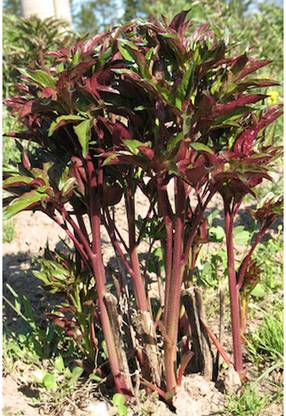 KUSH Katwa Data Seeds (Red) Seed