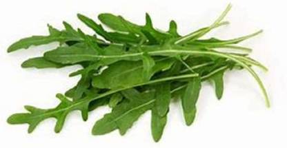 KNESSiN Arugula - Microgreens-{800 Seeds} Seed