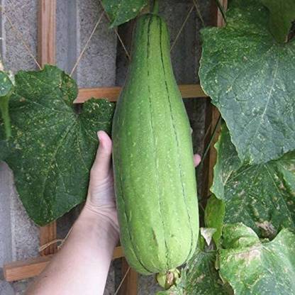 VibeX NBIR-76 - Sponge Gourd Vine - (300 Seeds) Seed