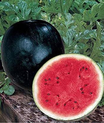 VibeX LX-81 - Watermelon Black Beauty Rare Giant Fruit - (1350 Seeds) Seed