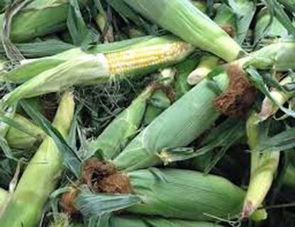 CYBEXIS VXI-70 - Corn BI-Color Butter N Sugar - (250 Seeds) Seed
