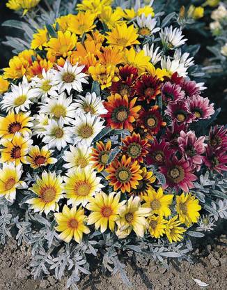 INTRA Gazania Talent Mix Flower Seed