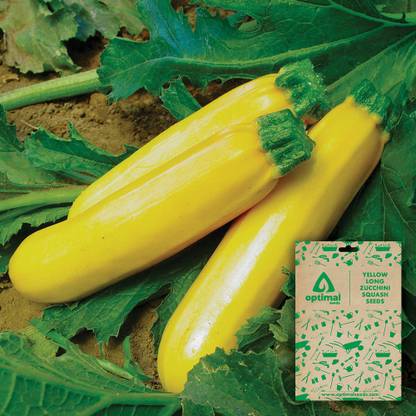 Optimal Seeds Yellow Long Zucchini Squash Seed