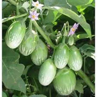 BALA PLANT CREATION Solanum melongena, Aubergine, Melanzana, Brinjal, Vankaya, Garden Egg, Patlican Seed