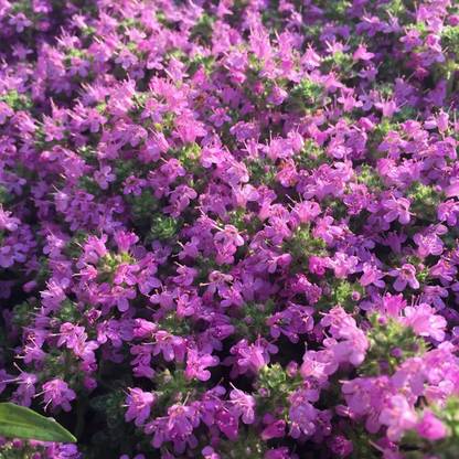 VibeX VXI-87 - Magic Carpet Creeping Thyme - (450 Seeds) Seed