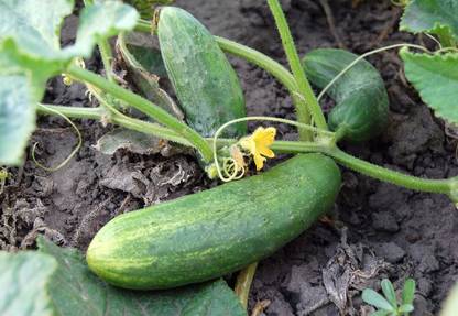 WILLVINE PAU-138 Calypso Cucumber Heirloom Seeds Seed