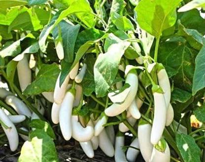 MAA Brinjal white Long, Eggplant Seed
