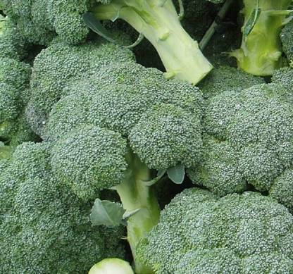 WILLVINE AMR -IX Calabrese Green Sprouting Broccoli [10g]- 3000 Seeds Seed