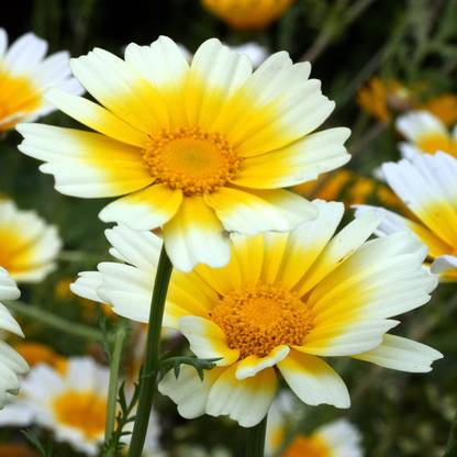 VibeX KGF -37 - Chrysanthemum Shungiku (Glebionis coronaria)Rare Herb - (30 Seeds) Seed