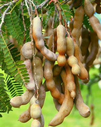 KANAYA Meethi Imli ( Tamarind) Seed
