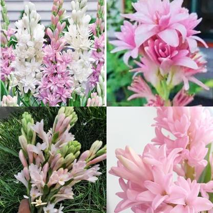 ibains Tube rose rajanigandha flower plant 10 Seed