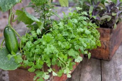 PRASEED Organic Cilantro/Coriander Seed