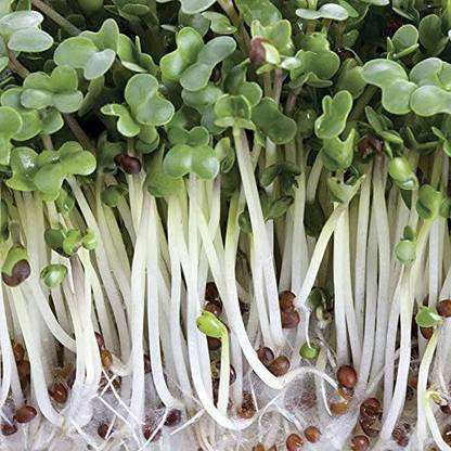 VibeX ® VLR-320 Broccoli Sprouting Seeds Seed