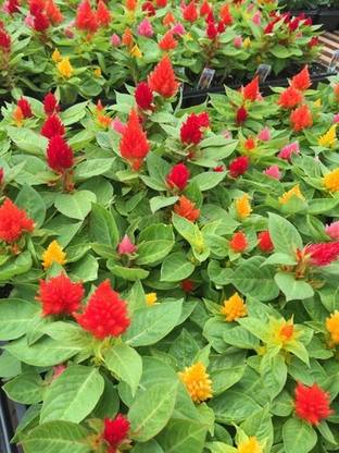 Mozette Exotic celosia Seed