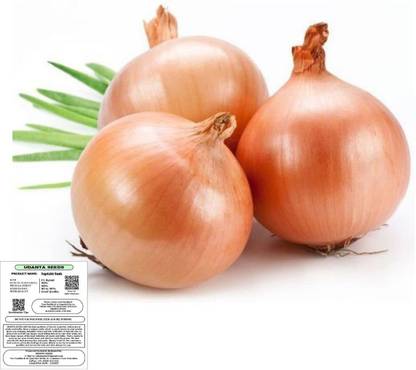 WILLVINE PAU-1355 Onion Brown F1 Hybrid Seeds-1500 Seeds Seed