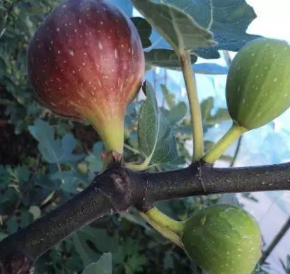 MAA Fig, Anjeer Seed