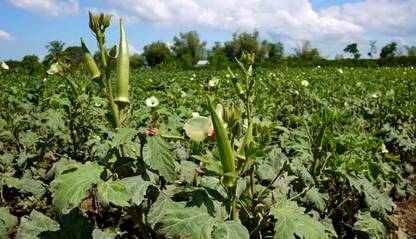 DHENU PRASAD 3030 Hybrid f1 Green Indo Agri Radhika Okra, Bhindi, Lady Finger Seed