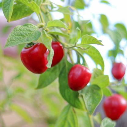 SREE bullet chilli seed, lonka, bullet chilli, Bombai Mirchi Seed