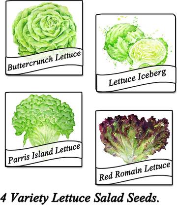 CYBEXIS Leaf Lettuce, Iceberg Lettuce, Romaine Lettuce, Arugula(4 Varieties) Seed