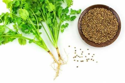 CEZIUS हरा धनिया Organic Cilantro/Coriander-b9J Seed