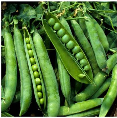 Aywal (मटर के बीज) (Matar) Peas Seed