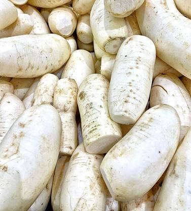 VINTI Fresh White Radish ( Chinese Lo Bok ) Seed