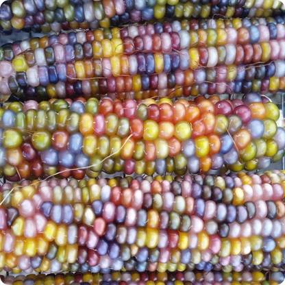 VibeX VXI-36 - Multi Colored Translucent Rainbow Flint Corn - (250 Seeds) Seed