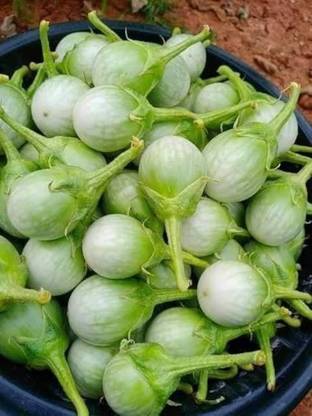 BDSresolve Eggplant seeds Pack of 54 Seed