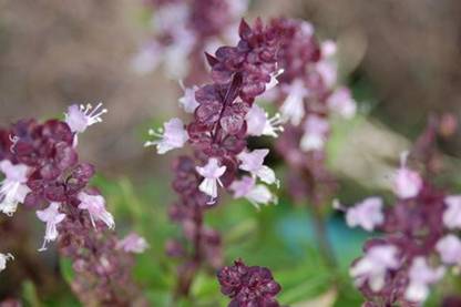 WILLVINE KGF -50 Licorice Persian Basil Seeds Seed
